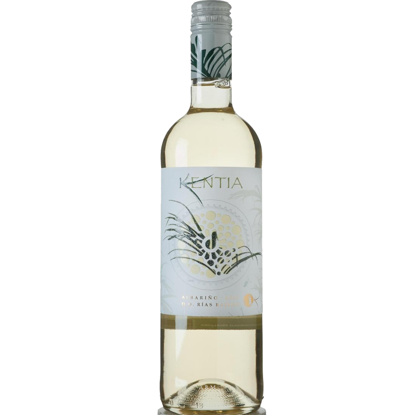 Kentia Albarino